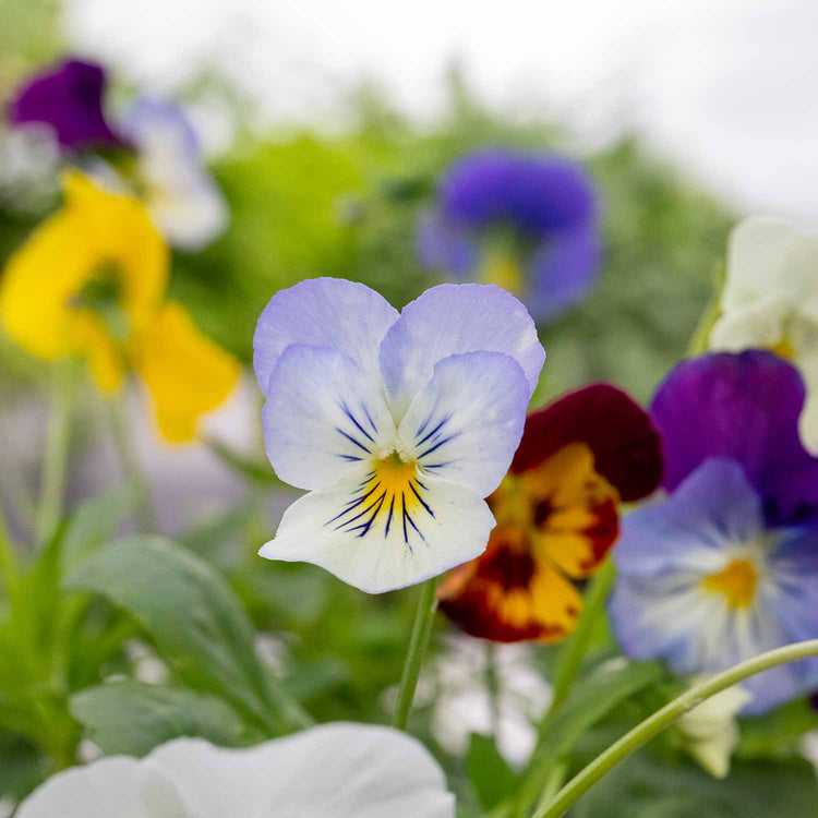 Pansy Plant 'Cool Wave Mix'