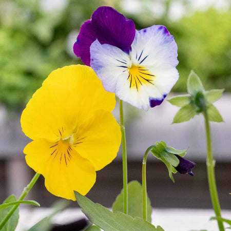 Pansy Plant 'Cool Wave Mix'