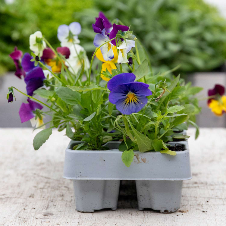 Pansy Plant 'Cool Wave Mix'