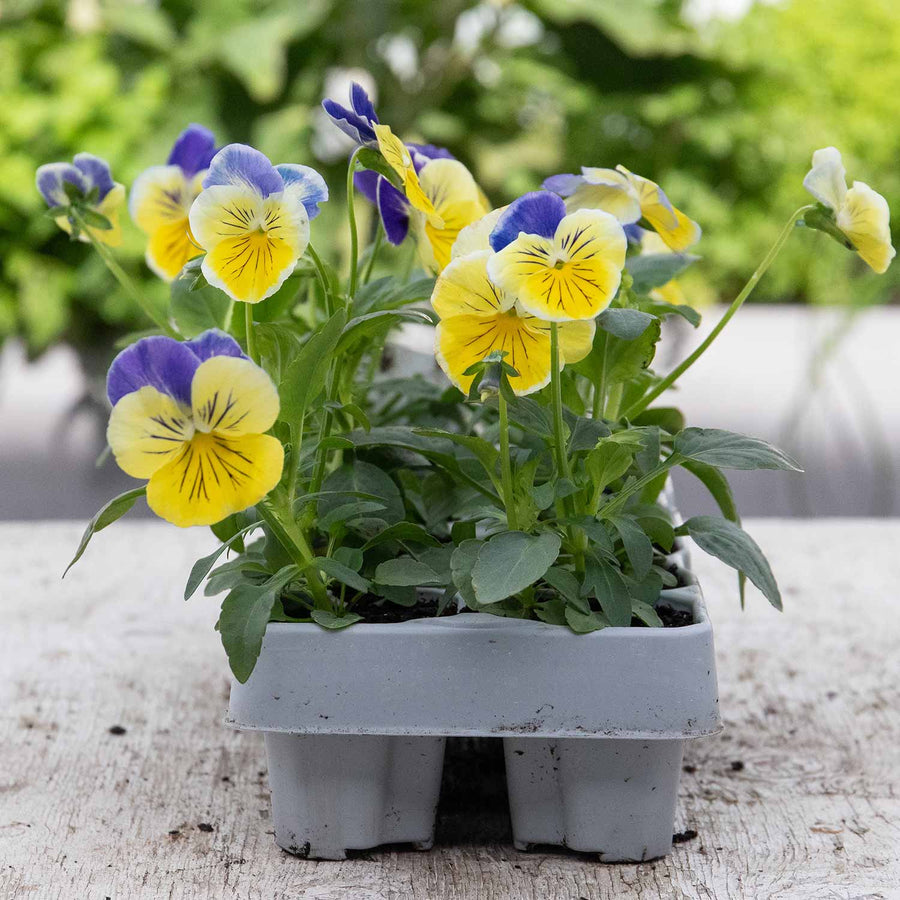 Pansy 'Matrix Morpheus' 12 Garden Ready Plants Buy Pansy Plants