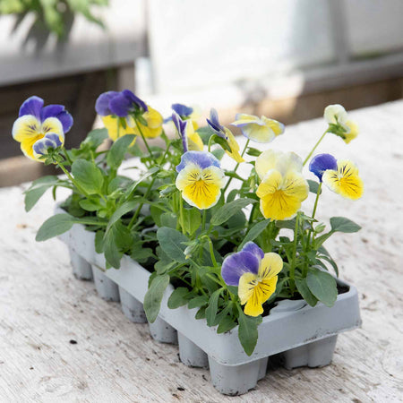 Pansy Plant 'Matrix Morpheus'