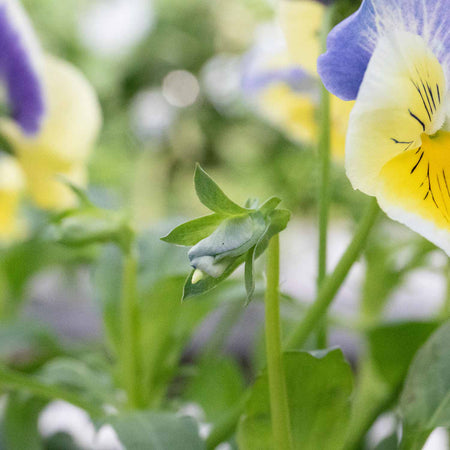 Pansy Plant 'Matrix Morpheus'