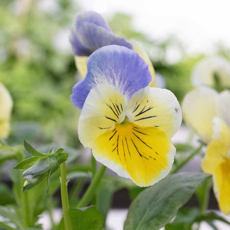 Pansy Plant 'Matrix Morpheus'