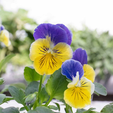 Pansy Plant 'Matrix Morpheus'