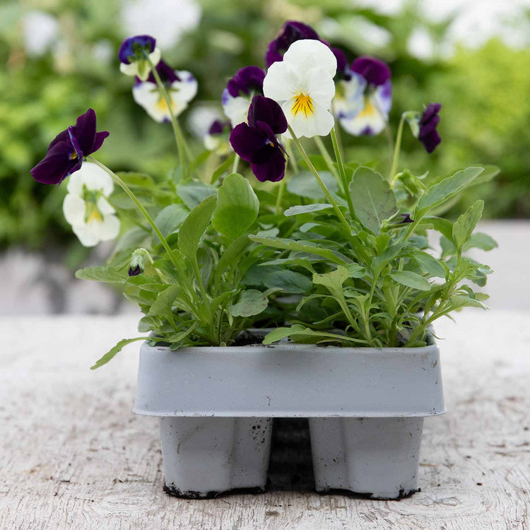 Pansy Plant 'Cool Wave Berries & Cream Mix'