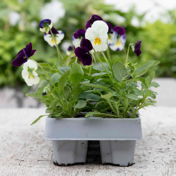 Pansy Plant 'Cool Wave Berries & Cream Mix'