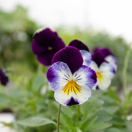 Pansy Plant 'Cool Wave Berries & Cream Mix'