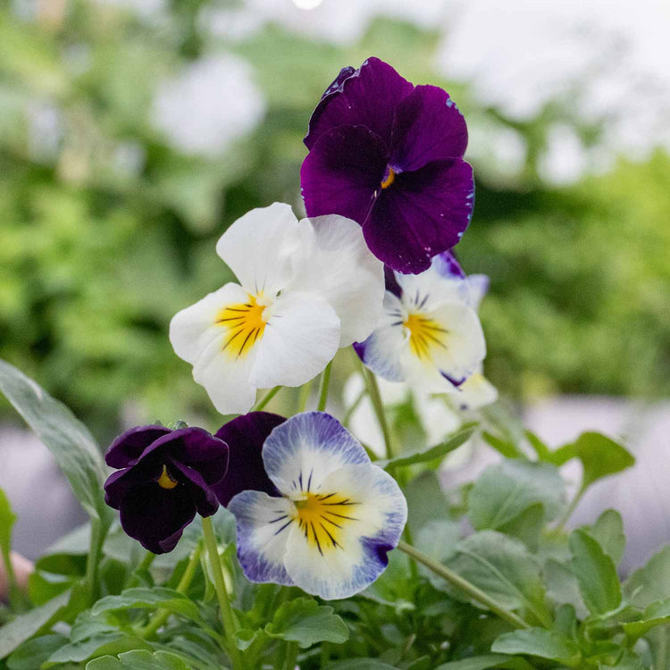 Pansy Plant 'Cool Wave Berries & Cream Mix'