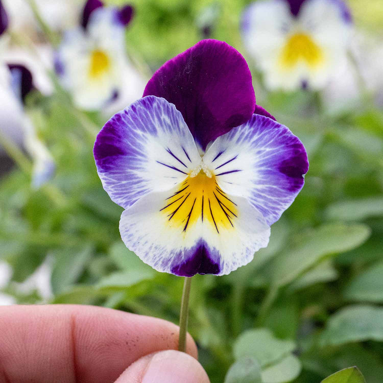 Pansy Plant 'Cool Wave Berries & Cream Mix'