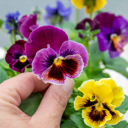 Pansy Plant 'Frizzle Sizzle Mix'