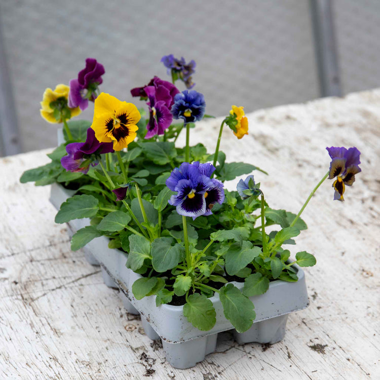 Pansy Plant 'Frizzle Sizzle Mix'