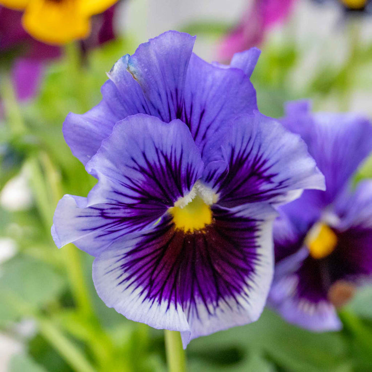 Pansy Plant 'Frizzle Sizzle Mix'