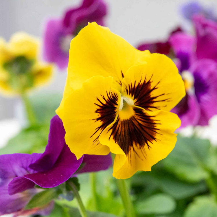 Pansy Plant 'Frizzle Sizzle Mix'