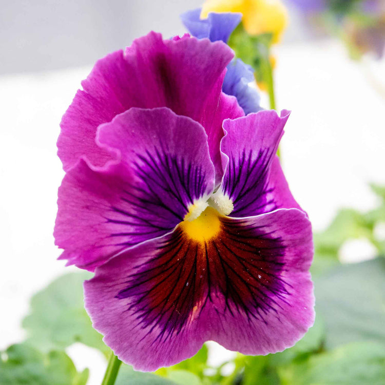 Pansy Plant 'Frizzle Sizzle Mix'