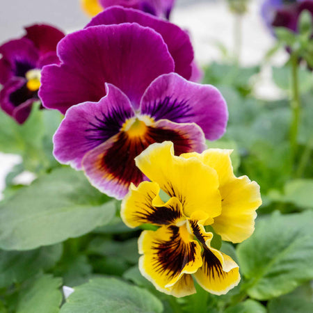 Pansy Plant 'Frizzle Sizzle Mix'