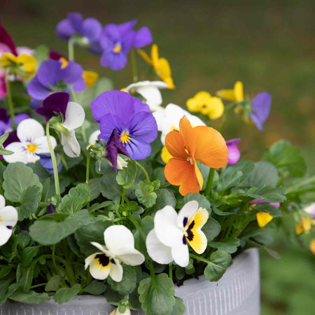 Viola Plant 'Sorbet Mix'