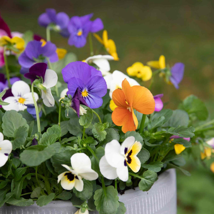 Viola Plant 'Sorbet Mix'