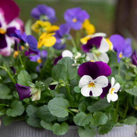 Viola Plant 'Sorbet Mix'