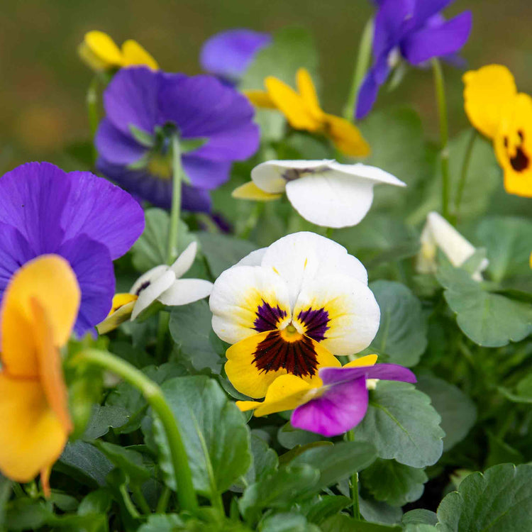 Viola Plant 'Sorbet Mix'