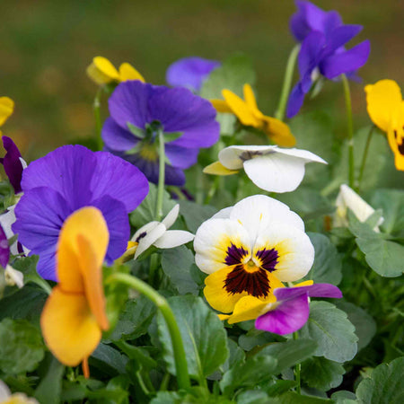 Viola Plant 'Sorbet Mix'