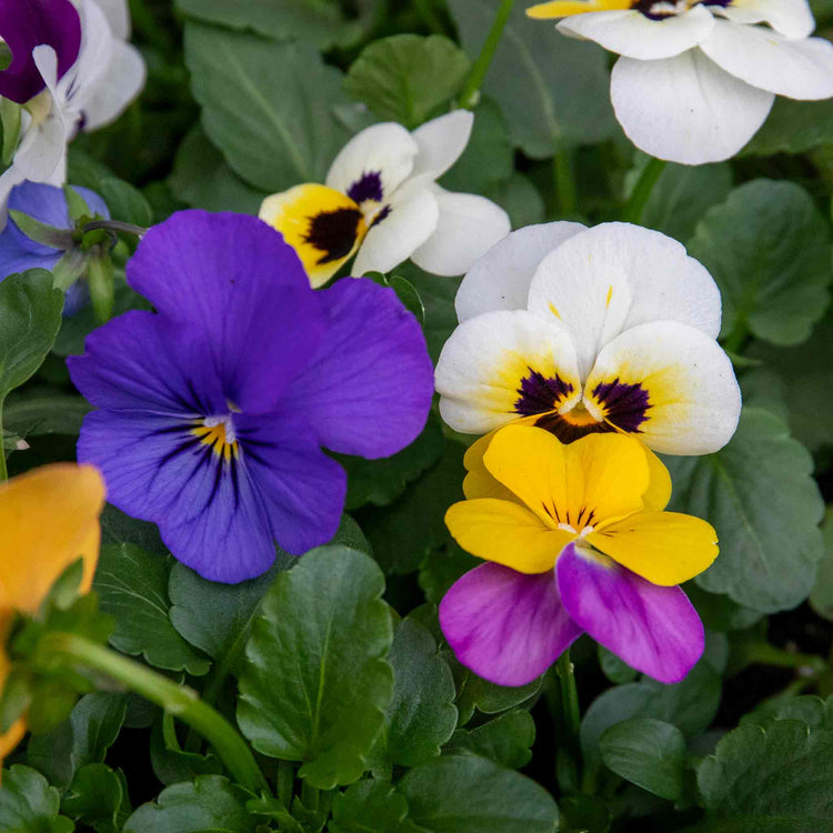 Viola Plant 'Sorbet Mix'