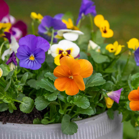 Viola Plant 'Sorbet Mix'