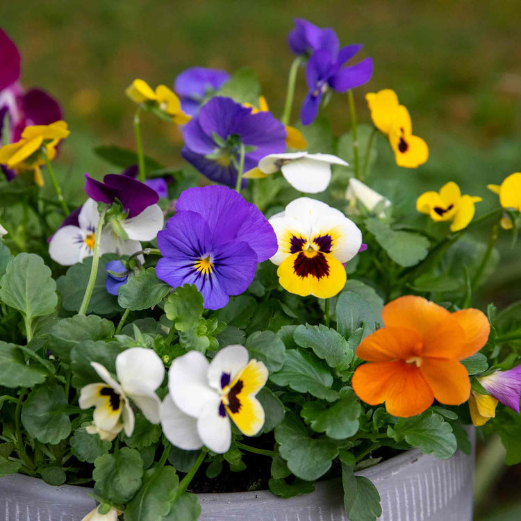 Viola Plant 'Sorbet Mix'
