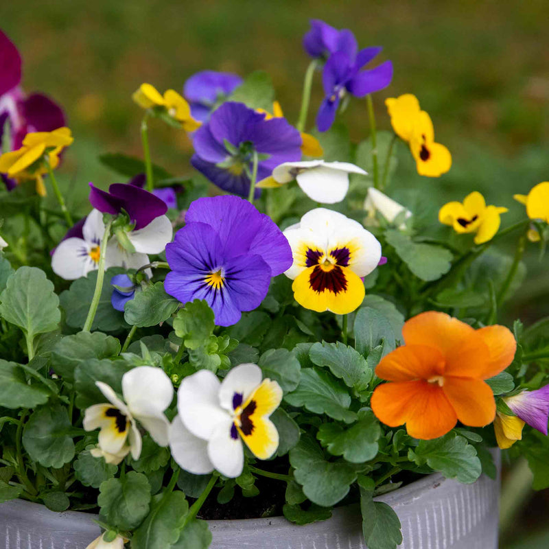 Viola Plant 'Sorbet Mix'