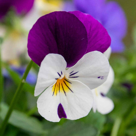 Viola Plant 'Sorbet Mix'