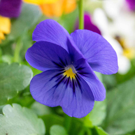 Viola Plant 'Sorbet Mix'