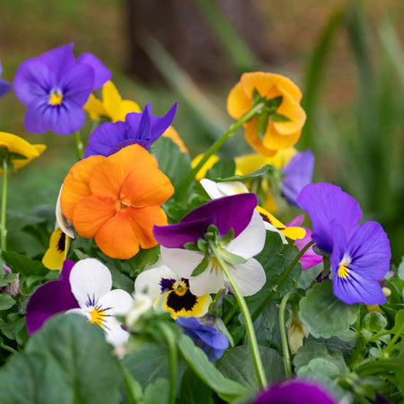 Viola Plant 'Sorbet Mix'
