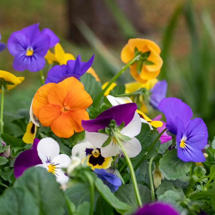 Viola Plant 'Sorbet Mix'