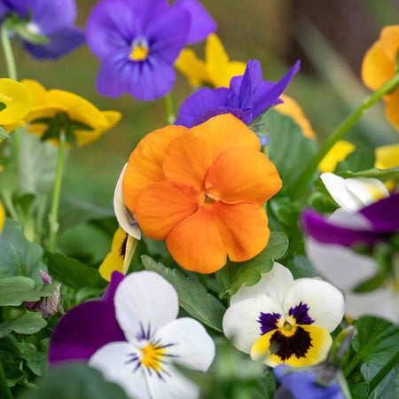 Viola Plant 'Sorbet Mix'