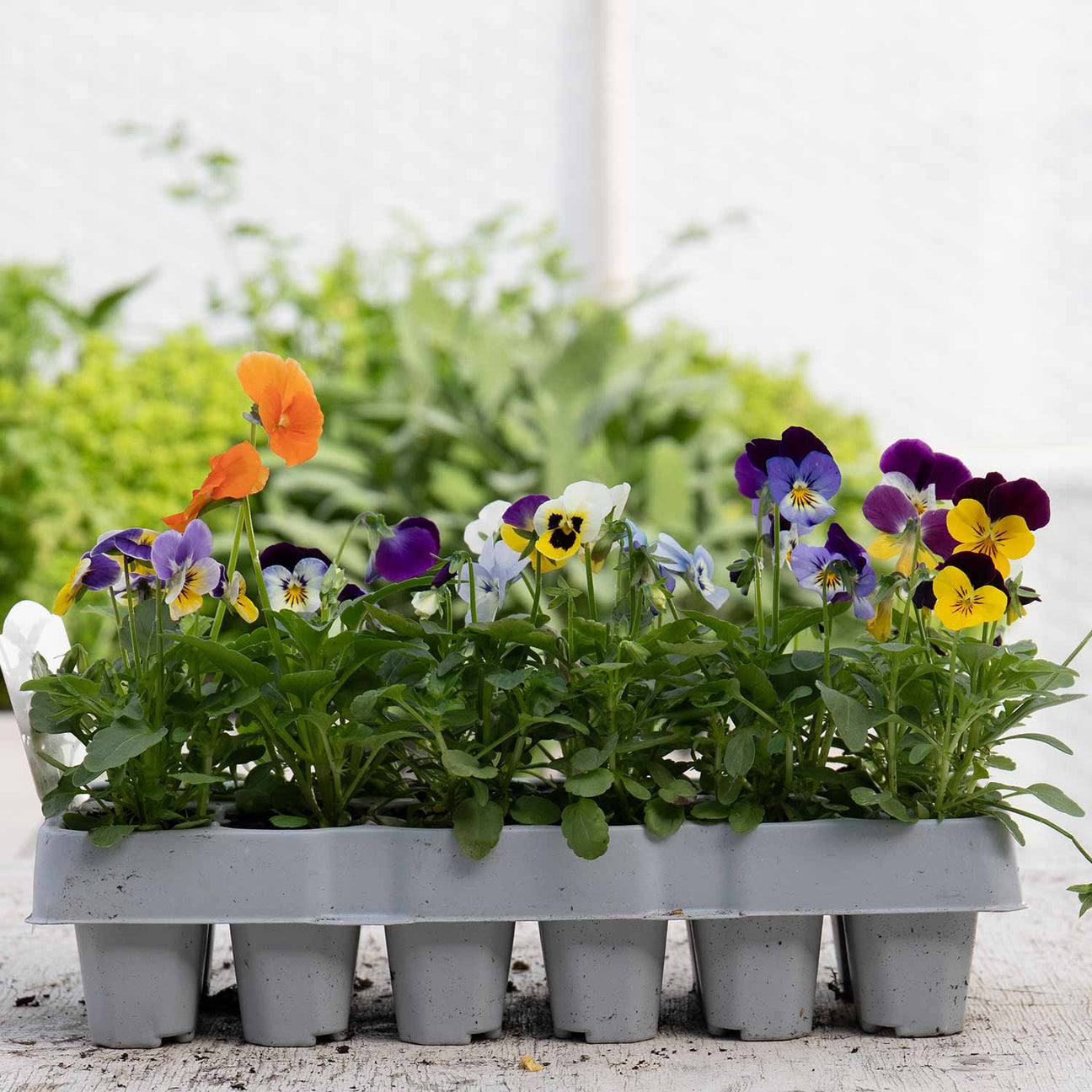 Viola 'Sorbet Mix' 12 Garden Ready Plants Buy Viola Plants Online