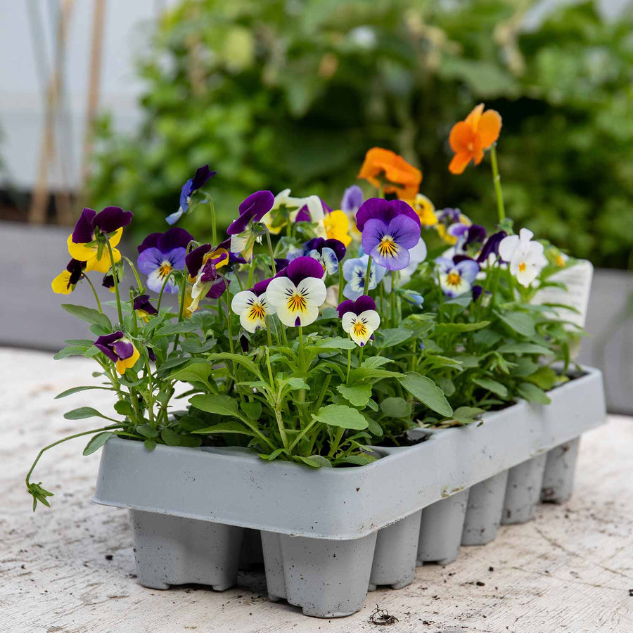 Viola 'Sorbet Mix' 12 Garden Ready Plants Buy Viola Plants Online
