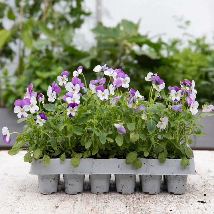 Viola Plant 'Sorbet Pink Wings'