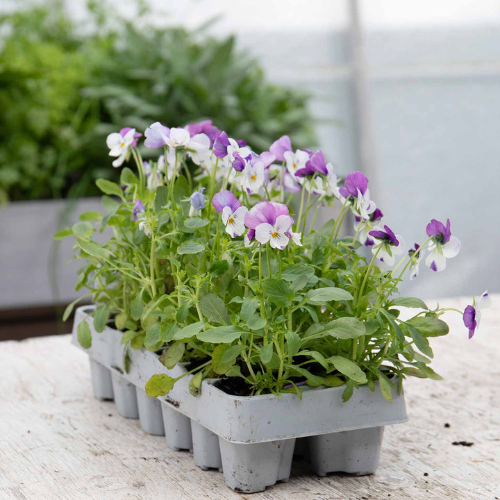 Viola 'Sorbet Pink Wings' 12 Garden Ready Plants Buy Viola Plants Online Viola Plants for