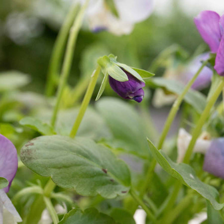 Viola Plant 'Sorbet Pink Wings'