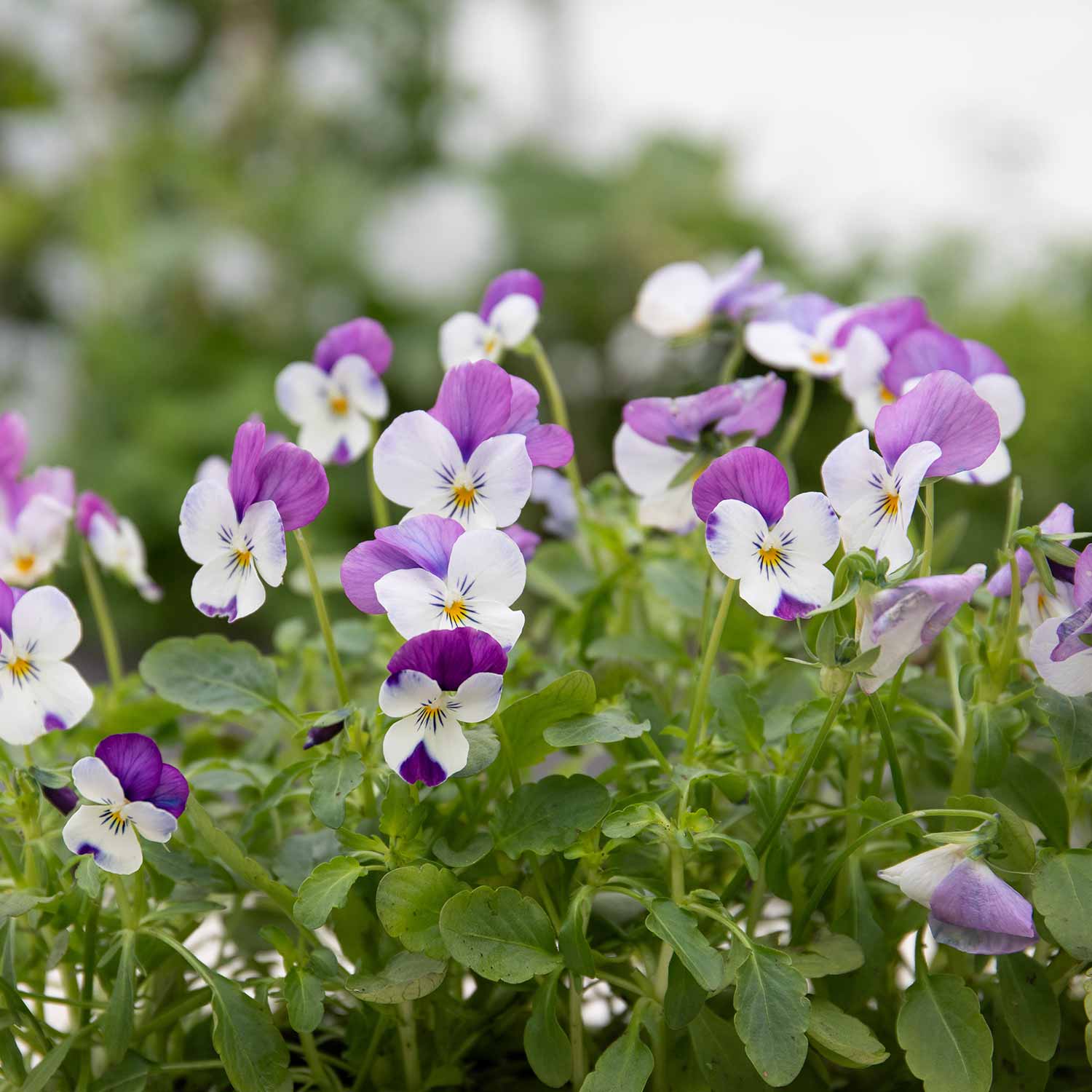 Viola 'Sorbet Pink Wings' 12 Garden Ready Plants Buy Viola Plants