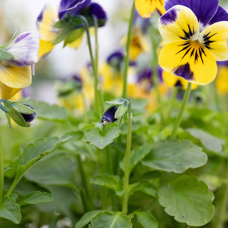 Viola Plant 'Sorbet XP Yellow Blue Jump Up Mix'