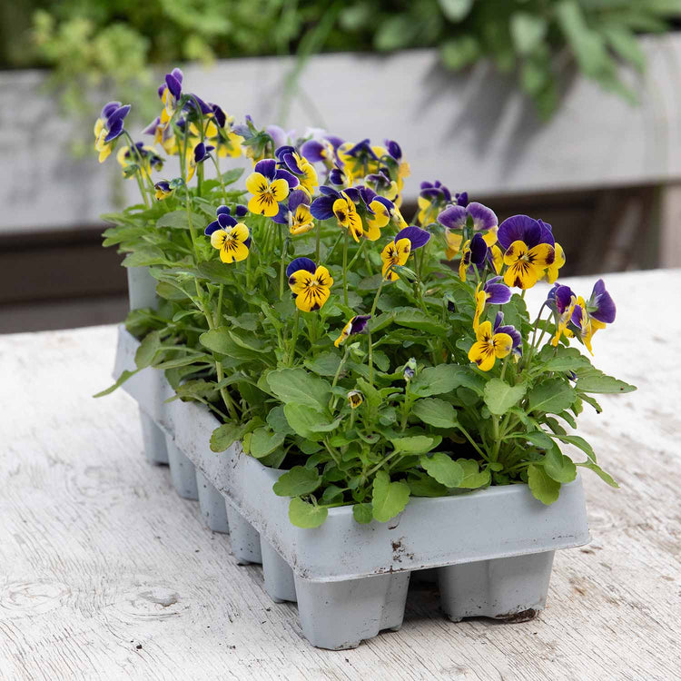 Viola Plant 'Sorbet XP Yellow Blue Jump Up Mix'