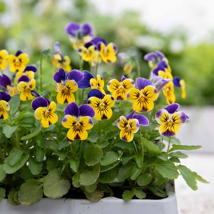 Viola Plant 'Sorbet XP Yellow Blue Jump Up Mix'