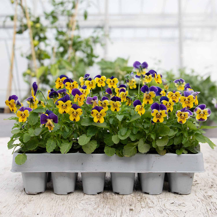 Viola Plant 'Sorbet XP Yellow Blue Jump Up Mix'