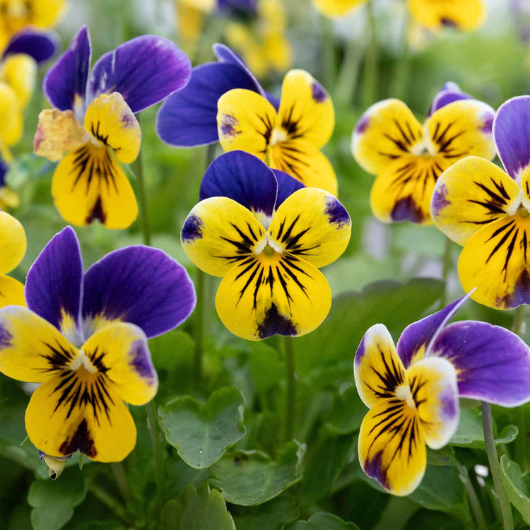 Viola Plant 'Sorbet XP Yellow Blue Jump Up Mix'