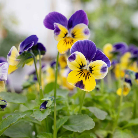 Viola Plant 'Sorbet XP Yellow Blue Jump Up Mix'