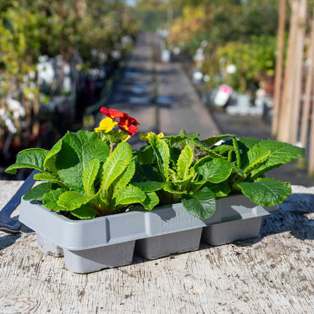 Polyanthus Plant 'Stella Mix'