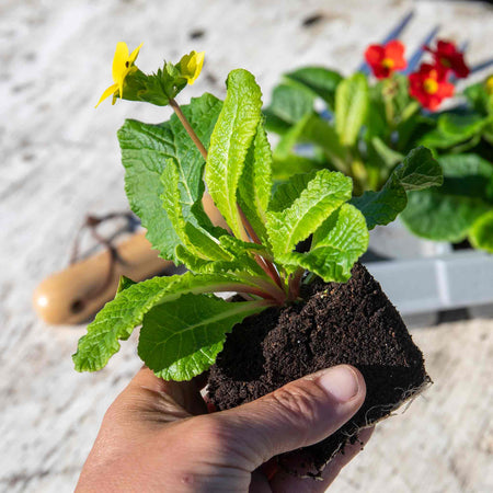 Polyanthus Plant 'Stella Mix'