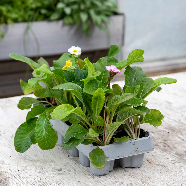 Polyanthus Plant 'Stella Mix'