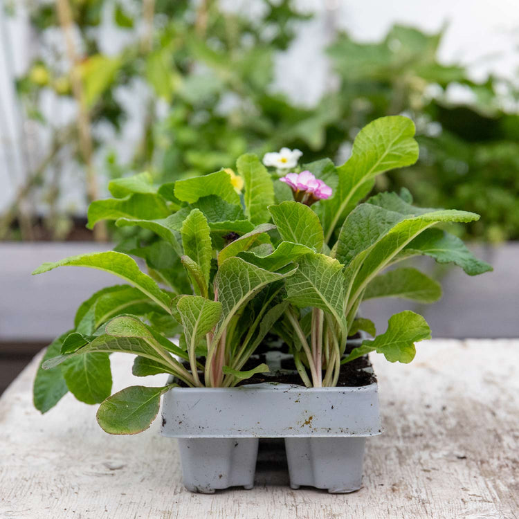 Polyanthus Plant 'Stella Mix'