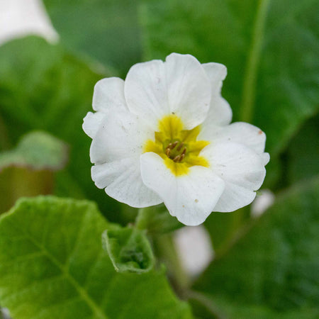 Polyanthus Plant 'Stella Mix'